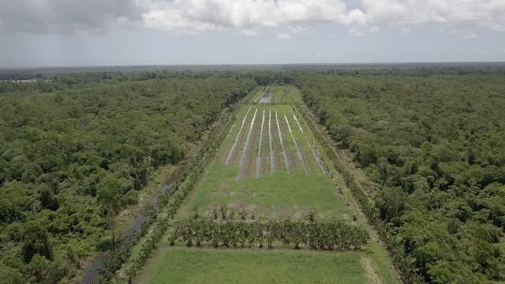 Perceel van 8,3 hectare grond met woning op Saramacca — miniatuur 3